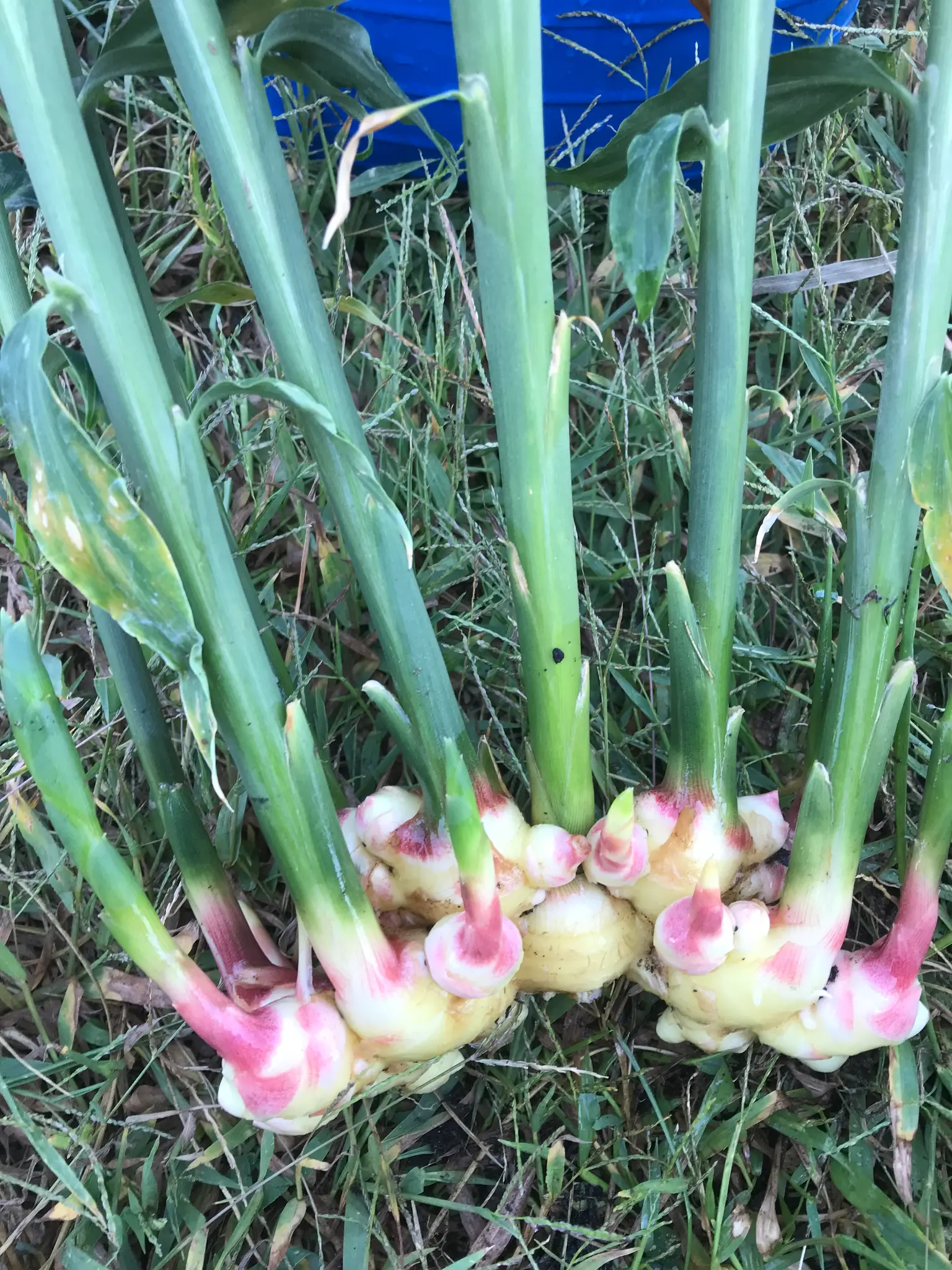 Ginger Straight From the Ground